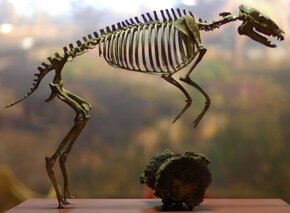 Hyracotherium © Jeff Kubina